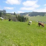 Bergahorn Todtnauberg
