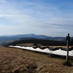 Bergahorn *