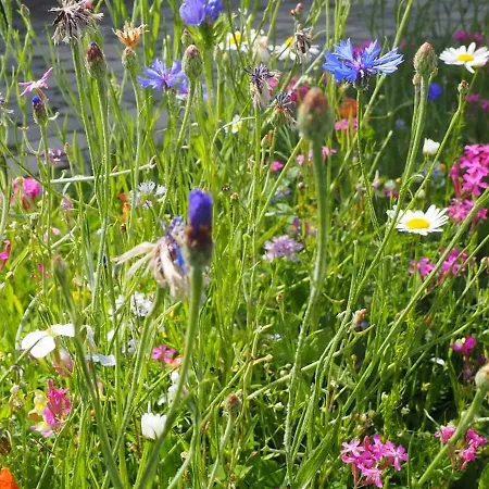 Apartment Bergahorn Todtnauberg