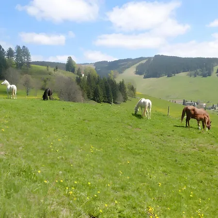 Bergahorn Todtnauberg