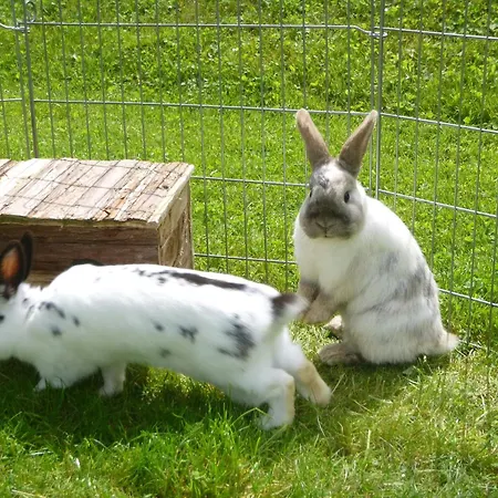 Apartment Bergahorn *